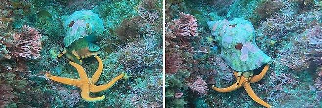 불가사리는 별다른 천적이 없어 바다 사막화의 요인으로 꼽히는데, 나팔고둥은 하루에 한 마리 이상의 불가사리를 포식해 해양생태계의 먹이 사슬 균형을 유지하는 데 중요한 역할을 한다. 국립생태원 제공