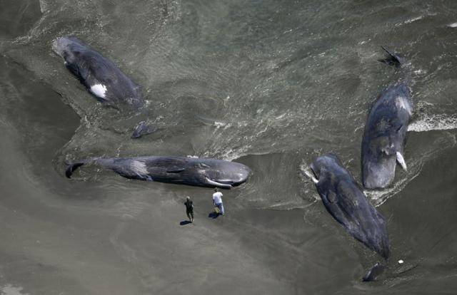 30일 일본 지바현 다테야마시 해변에 고래 4마리가 떠밀려 와 있다. 다테야마=교도 연합뉴스