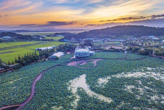 회산백련지 일대에 날이 밝고 있다. 가운데 수상 유리온실 내 카페에서 싱그러운 식물을 보며 여유를 즐길 수 있다.