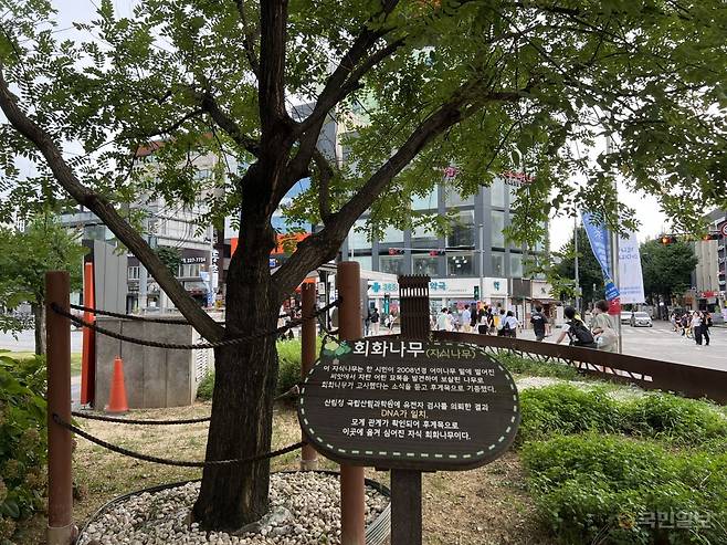 광주광역시가 5·18 정신 계승을 위해 새정부 집무실이 들어서는 청와대에 5·18민주화운동 상징인 '회화나무'를 심는 방안을 검토하고 있다. 사진은 광주 동구 5·18민주광장에 식재된 수령 150년 이상 회화나무의 후계목인 자식 나무. 이은창 기자