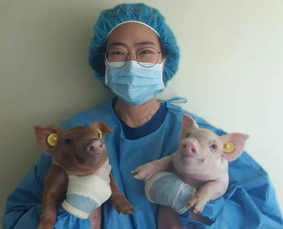 유전자 편집 기술로 개발된 PRRS 저항 돼지. 다비육종 제공