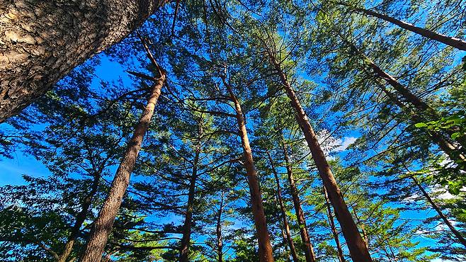 금강소나무 숲길. 울진군 제공