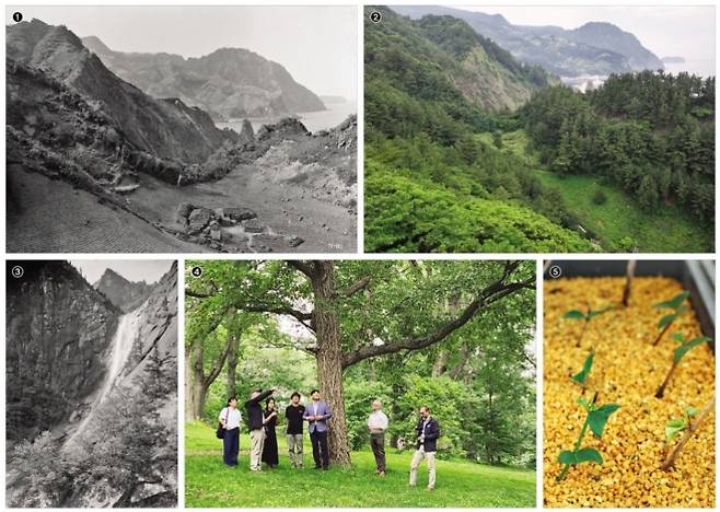 산림청 국립수목원이 광복 80년을 맞이해 100여년 전 미국 보스턴 하버드대 아널드수목원으로 유출됐던 우리 식물 15종을 재도입한다고 30일 밝혔다. 국립수목원과 하버드대는 또 1917~1918년 식물학자 어니스트 헨리 윌슨이 촬영한 한반도 식물 채집 사진 자료집을 공동 발간한다. 위쪽 사진은 한 세기의 시차를 두고 같은 장소에서 촬영한 울릉도 도동의 전경으로 1917년 6월 1일 촬영본①에 비해 올해 7월 4일 촬영본②의 녹음이 짙어진 것을 확인할 수 있다. 이번 사진집에는 1917년 10월 9일 촬영된 금강산 구룡폭포③와 같은 북한의 과거 식생 자료도 수록된다. 국립수목원은 지난 6월 아널드수목원을 방문④해 재도입 관련 논의를 진행했으며, 제공받은 식물의 안정화 작업⑤을 순화 온실에서 진행 중이다. 국립수목원·아널드수목원 제공