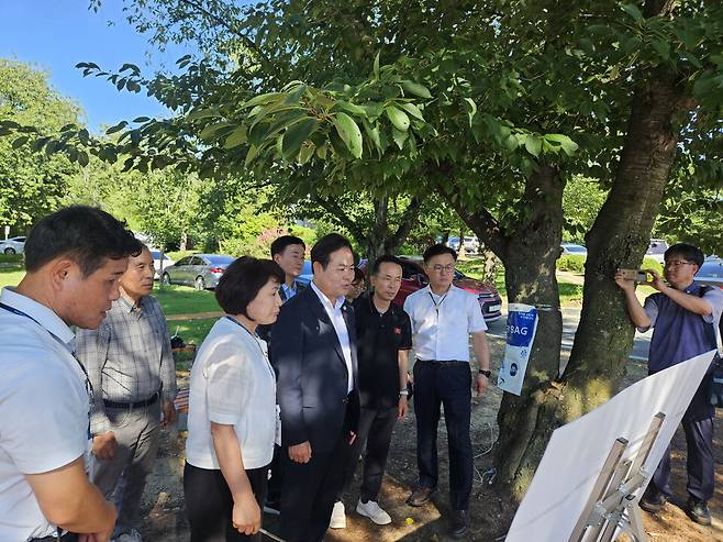 김학홍 경북도 행정부지사가 28일 APEC를 앞둔 경주시를 찾아 가로수 보호와 정비 현황을 점검하고 있다. ⓒ경주시&nbsp;&nbsp;&nbsp;