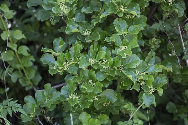 노박덩굴 수꽃차례. 사진=문성필 시민기자.&nbsp;ⓒ제주의소리 자료사진