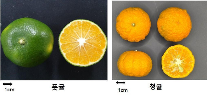 농촌진흥청 제공