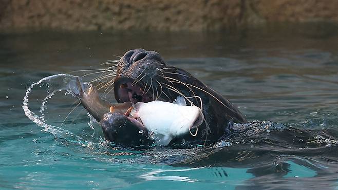 오타리아가 여름 특식을 먹고 있다. 뉴스1