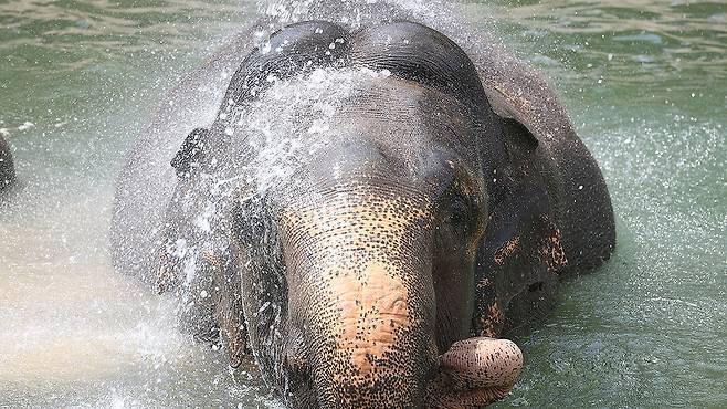 코끼리가 물놀이를 하고 있다. 뉴스1