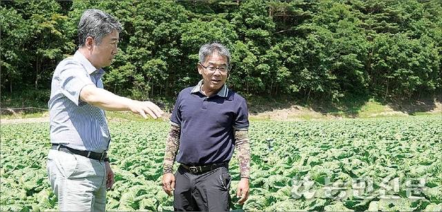 이상용 대아청과 대표(왼쪽)와 고랭지배추 재배농가 최선동씨가 7월29일 강원 강릉시 왕산면 안반데기 고랭지배추밭에서 배추 품위를 살펴보고 있다.