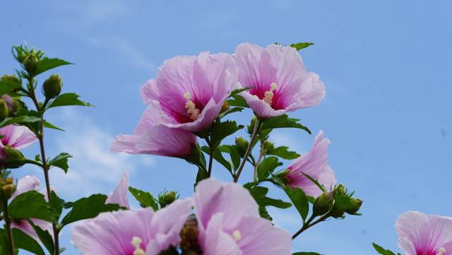 ▲보령무궁화수목원에 나라꽃 무궁화가 만개해 절정을 이루고 있다 ⓒ보령시