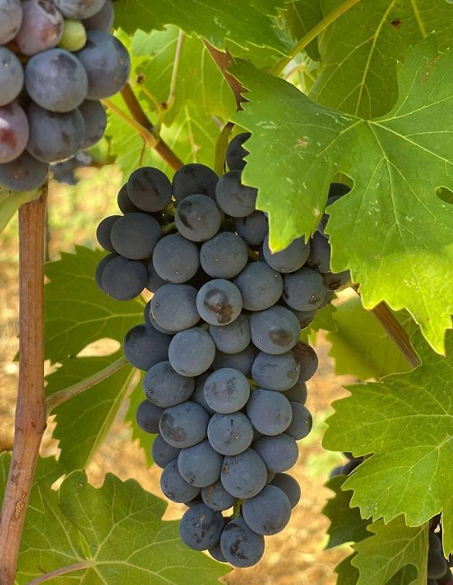 브루넬로(산지오베제). 홈페이지