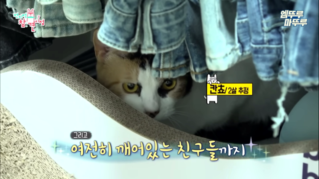 2세 추정 막내 칸쵸 엠뚜루마뚜루 유튜브 캡처