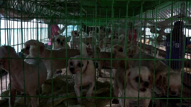 동물단체들로 구성된 루시의친구들이 최근 동물학대가 벌어진 인천 강화도의 인허가 번식장을 적발한 뒤, 동물생산판매 제도 개선을 촉구하는 기자회견을 했다. 사진은 루시의친구들이 적발한 불법 번식장 모습. 전병준 기자