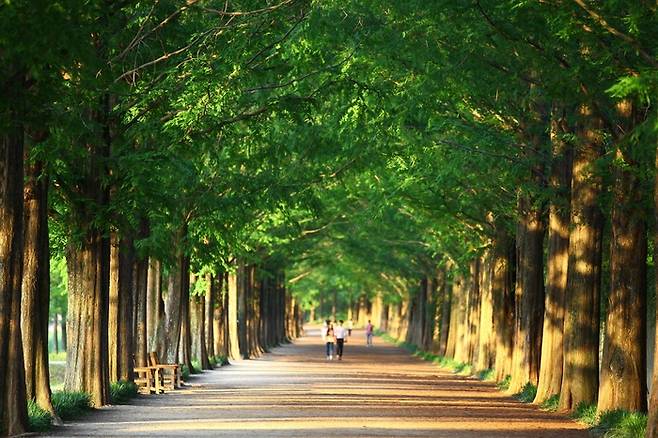 전남 담양 메타세쿼이야 가로수길 / 사진 = 한국관광공사
