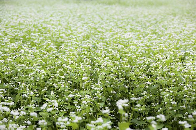 메밀은 차가운 성질을 가진 식품으로, 체내 열을 식히고 소화를 돕는 효능이 있다. 클립아트코리아 제공