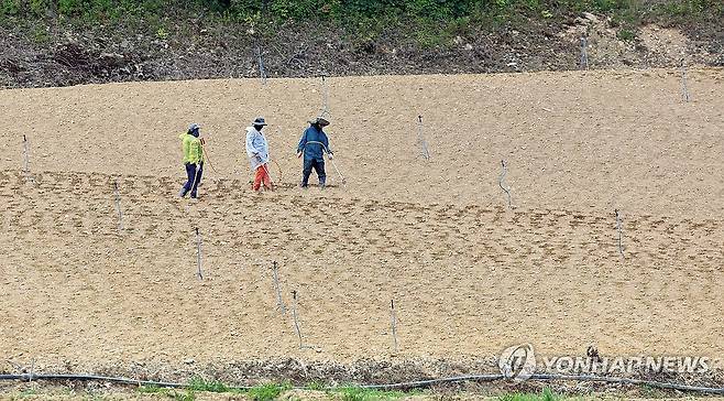 가뭄으로 타들어 가는 고랭지 채소밭 [연합뉴스 자료사진]