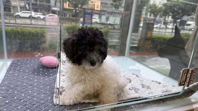 A maltipoo with a unique black head is on sale at a pet shop in western Seoul. [WOO JI-WON]
