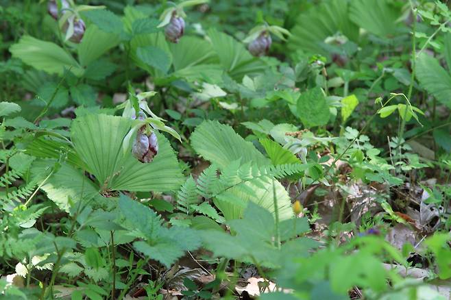 광릉요강꽃[국립생태원 제공]