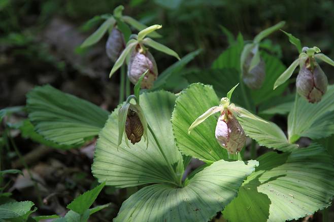 광릉요강꽃[국립생태원 제공]