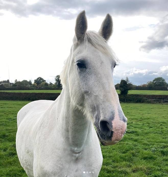 목장 생활 중인 영국 왕실마 타이론 [Trust Horse 인스타그램 캡처. 재배포 및 DB 금지]