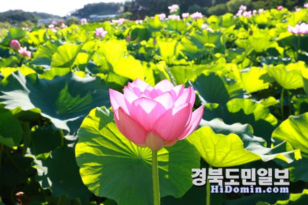연호 호수 위에 피어난 한 송이 연꽃이 고요한 물결 위에 우아한 자태를 뽐내고 있다. 사진=울진군 제공