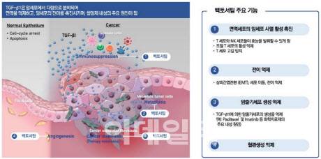 백토서팁의 기전과 주요 기능 이미지 (사진=메드팩토)
