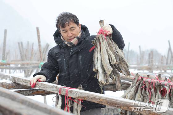 김진태 강원도지사가 지난 3월4일 인제 용대리 황태덕장을 찾아 덕에 널린 황태를 수확하며 '도민 속으로' 세번째 행보를 이어갔다.(강원도 제공) 2025.3.4/뉴스1