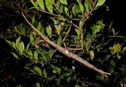 호주에서 새로 발견된 대벌레인 '아크로필라 알타'(Acrophylla alta). <출처=논문 'A new giant species of Acrophylla Gray, 1835 (Phasmida: Phasmatidae: Phasmatini) from the highlands of the Wet Tropics, Queensland, Australia'>