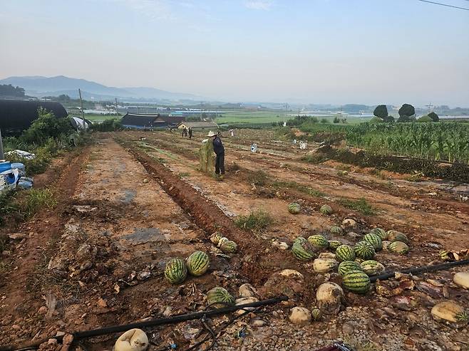 2025년 7월24일 폭염경보가 내려진 2400평 수박밭. 8시간 동안 수박밭 비닐을 걷다보니 시야가 흐려지고 극심한 두통이 찾아왔다. 채윤태 기자