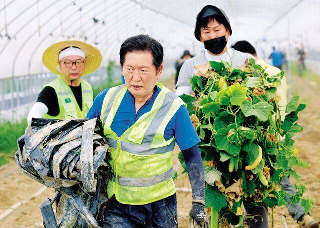 정청래 더불어민주당 신임 당대표가 3일 전남 나주 노안면 오이 농가에서 수해 복구 작업을 돕고 있다. 정 대표는 취임 후 첫 공식 일정으로 수해를 입은 호남지역을 찾아 복구 활동을 하고 피해 상황을 살폈다. 연합뉴스