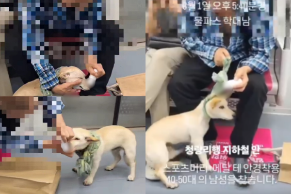 지하철 안에서 싫어하는 개에게 강제로 물파스를 바르고 목을 잡아 끄는 남성의 모습. 동물보호단체 케어 게시글 갈무리