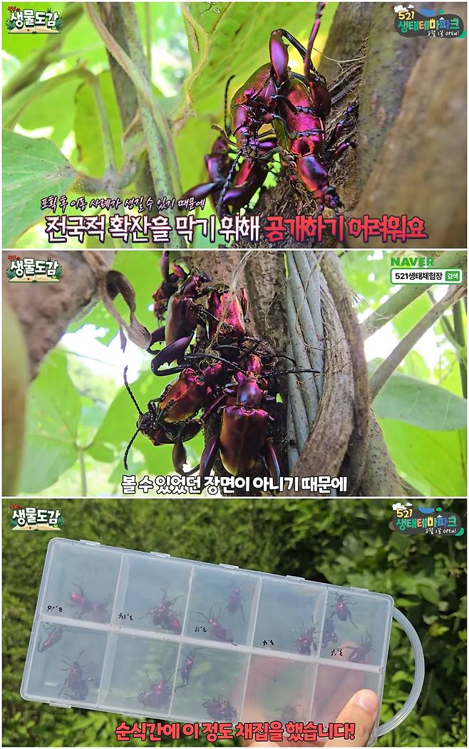 일본, 대만 등에서 골칫거리로 떠오른 해충이 남해안 일대에서 발견돼 우려가 커진다. 이 해충은 알통다리잎벌레 일종인 '사그라페모라타'(sagra femorata다./사진=유튜브 'TV생물도감' 화면 캡처