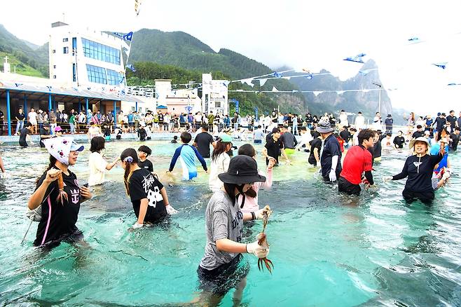 4일 울릉도 오징어 축제를 알리는 오징어 ‘오징어 맨손잡기 체험’행사가 북면 천부해수풀장에서 열렸다.[울릉군 제공]