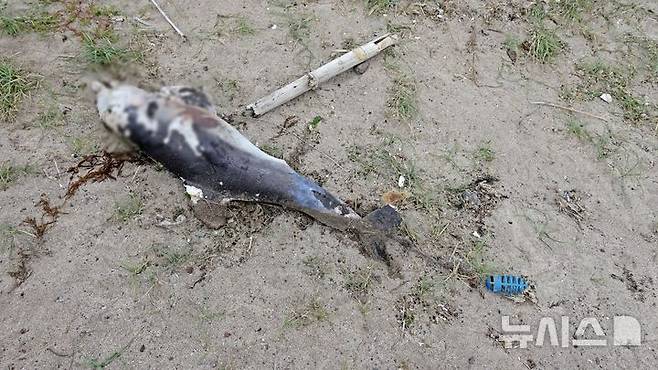 [제주=뉴시스] 1일 오후 제주시 구좌읍 해안가에서 제주 남방큰돌고래 '행운이'가 죽은 채 발견됐다. '행운이'는 태어난 직후 낚시줄 등 폐어구에 걸린 채 제주 해상을 유영한 것으로 관찰됐다. (사진=다큐제주 오승목 감독 제공) 2025.08.04. photo@newsis.com