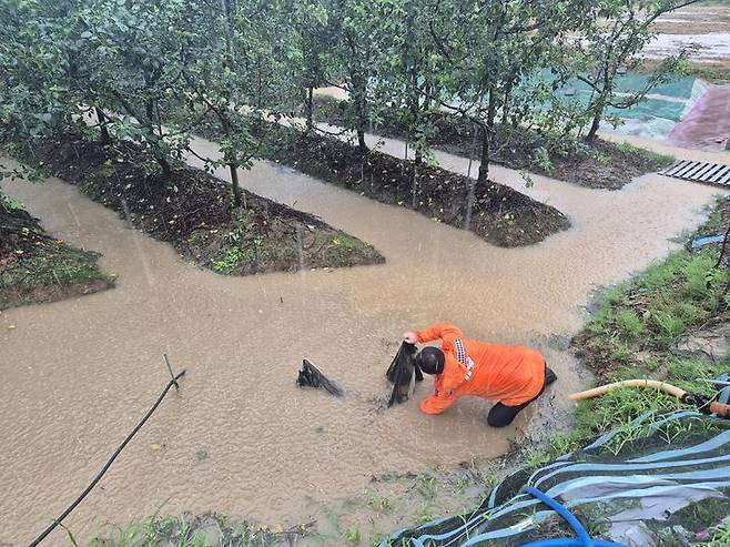 [담양=뉴시스] 17일 오후 전남 나주시 한 사과밭이 폭우로 침수돼 소방당국이 배수작업을 진행하고 있다. (사진=전남도소방 제공) 2025.07.17. photo@newsis.com *재판매 및 DB 금지