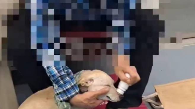 지하철에서 한 남성이 반려견의 온몸에 물파스를 바르는 모습이 포착돼 공분을 사고 있다. 인스타그램(@care_korea_official) 갈무리