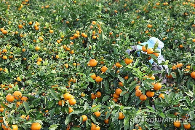 제주 감귤 수확 [연합뉴스 자료사진]
