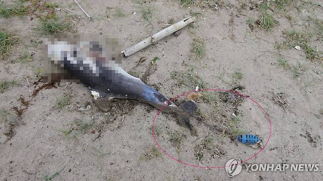 폐어구에 걸린 채 죽은 새끼 남방큰돌고래 [다큐제주, 제주대학교 고래·해양생물보전연구센터 제공.재판매 및 DB금지]