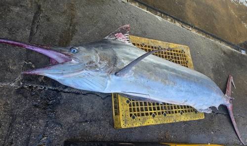 ◇지난달 10일 삼척 앞바다에서 포획된 길이 3m에 무게 226㎏에 달하는 황새치. 사진=정연철 삼척시의원 제공