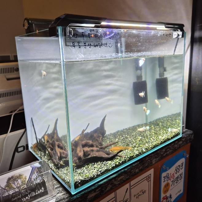 포항시 북구의 한 양식당에서 손님들에게 구피를 무료로 분양하고 있다. /단정민기자