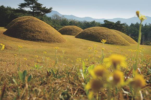 합천 옥전고분군-봄-. [사진=경남 합천군]