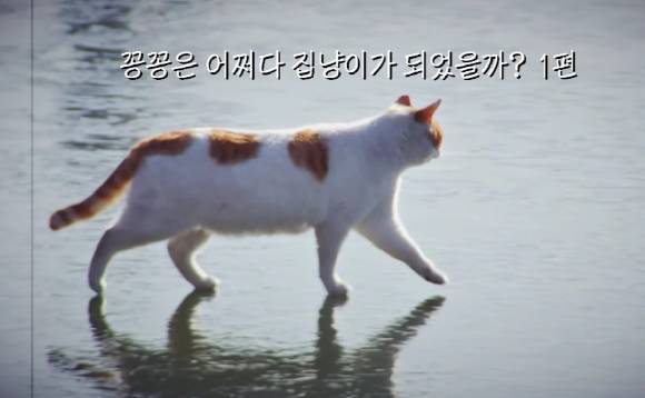'꽁꽁 얼어붙은 한강 위로 고양이가 걸어다닙니다' 라는 뉴스 클립으로 유명해진 고양이 근황이 전해졌다. [사진=유튜브 '5275 오이칠오' 캡쳐]