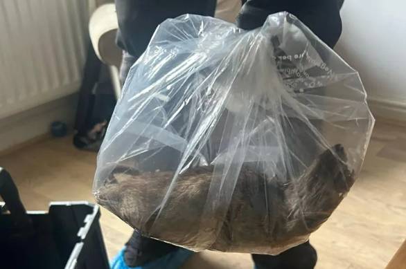영국 노스 요크셔 한 가정집 마당에서 56cm(약 22인치)에 달하는 초대형 쥐가 포획돼 놀라움을 자아내고 있다. 사진은 포획된 쥐의 모습. /사진=에스턴 구 의원 데이비드 테일러와 스티븐 마틴의 페이스북 캡처