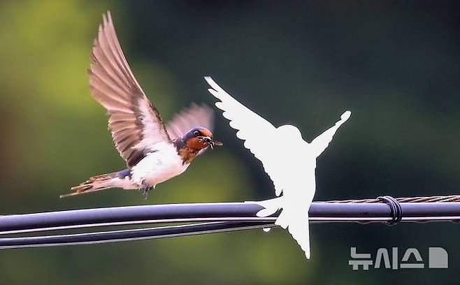 [서귀포=뉴시스] 우장호 기자 = 5일 오전 제주 서귀포시 대포동 인근 거리 전신주에  이소를 앞둔 흰색 제비가 날아와 어미새에게 먹이를 받아 먹고 있다. 2025.08.05. woo1223@newsis.com