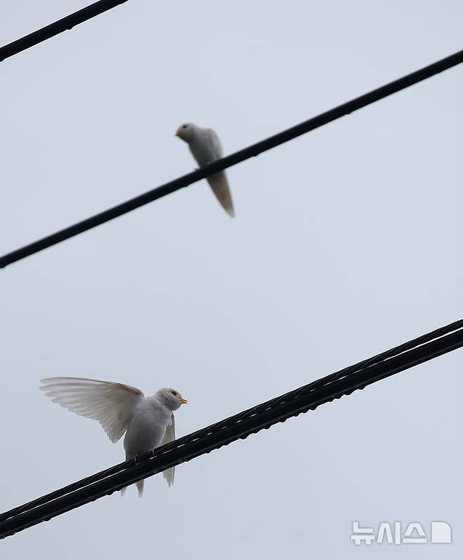 [서귀포=뉴시스] 우장호 기자 = 5일 오전 제주 서귀포시 대포동 인근 거리 전신주에 이소를 앞둔 흰색 제비가 날아와 앉아 있다. 2025.08.05. woo1223@newsis.com