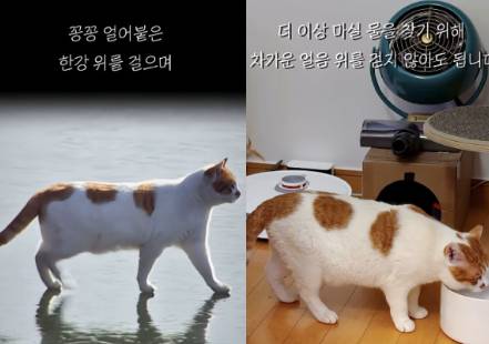 2021년 방송 뉴스에 나왔던 고양이가 4년 뒤인 2025년 가정으로 입양된 모습 [사진 출처= 유튜브 채널 '5275 오이칠오']