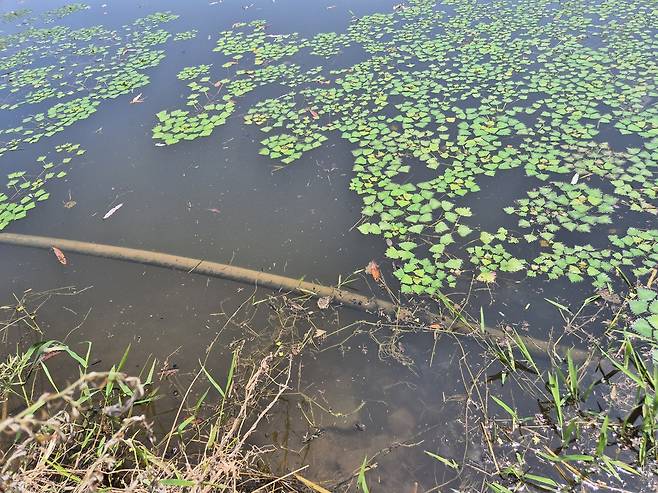 심각한 수질 오염을 보여주고 있는 반곡지. /심한식 기자