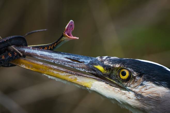 왜가리의 먹잇감으로 잡힌 뱀이 부리에 물린 채 입을 벌리며 저항하고 있다./Gary Davenport/Friends of Ridgefield Refuge. United States Fish and Wildlife Service