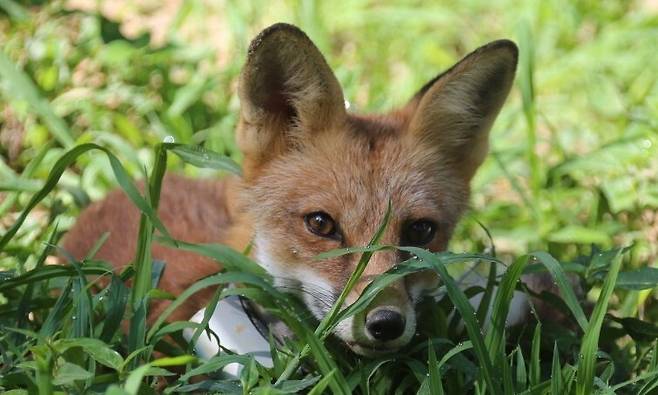 6일 환경부 산하 국립공원공단이 멸종위기 야생생물 1급인 붉은여우 30마리를 소백산 일대에 방사한다고 밝혔다. 사진은 자연으로 방사되는 여우들의 자연적응장 활동 모습. 국립공원공단 제공
