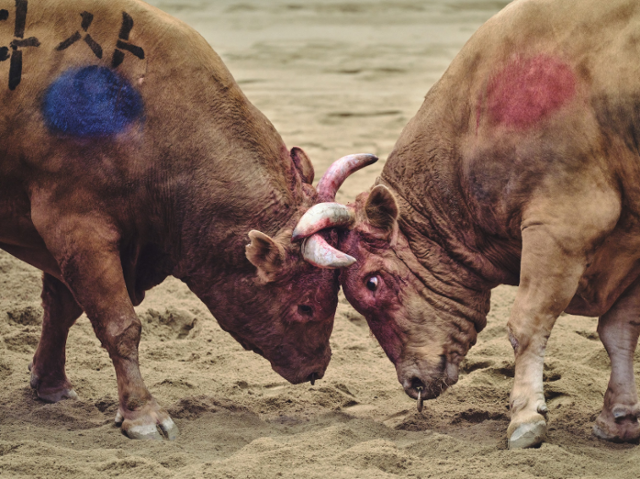 싸움소들이 피가 나도 경기가 계속되는 장면. 동물해방물결 제공